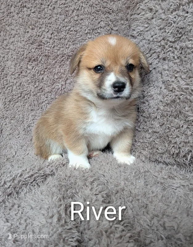 River – Pembroke Welsh Corgi puppy for sale in Princeton, MN