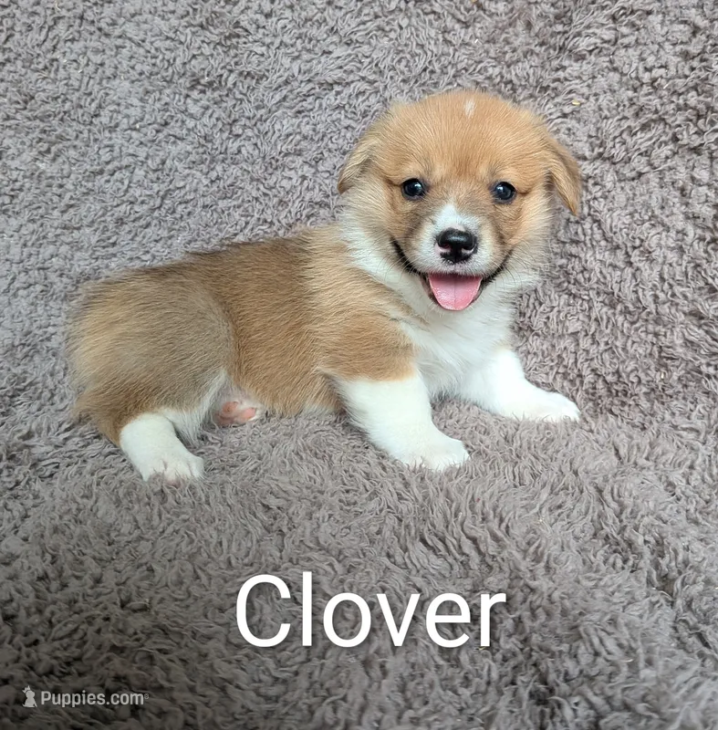 Clover – Pembroke Welsh Corgi puppy for sale in Princeton, MN