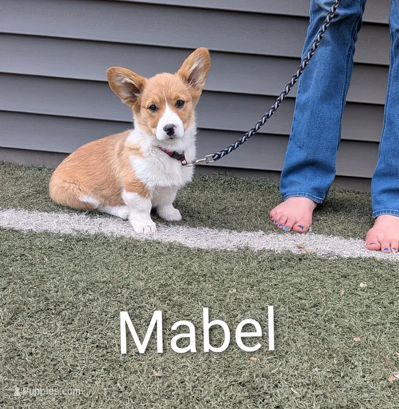 Mabel – Pembroke Welsh Corgi puppy for sale in Princeton, MN