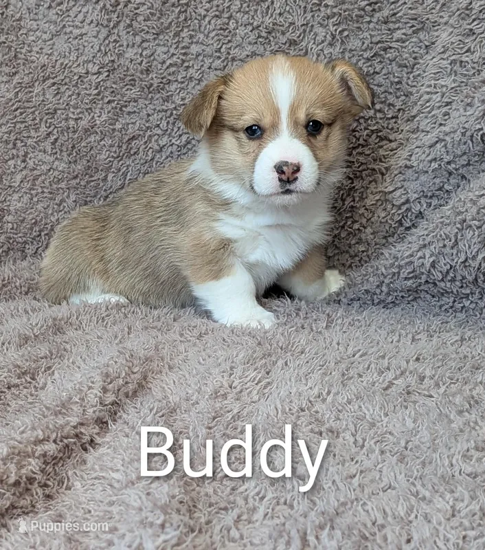 Buddy – Pembroke Welsh Corgi puppy for sale in Princeton, MN