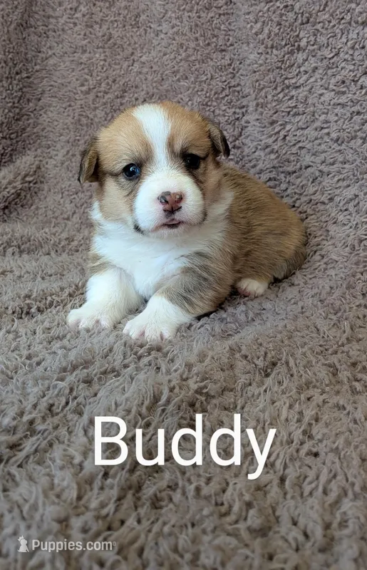Buddy, a male Pembroke Welsh Corgi for sale in Princeton, MN – Photo 1 of 4