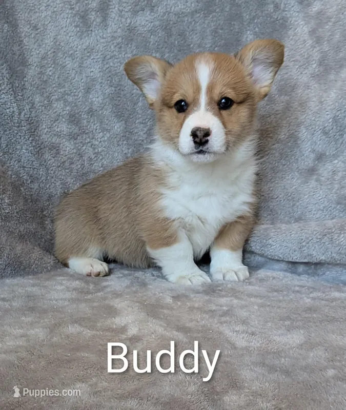 Buddy – Pembroke Welsh Corgi puppy for sale in Princeton, MN