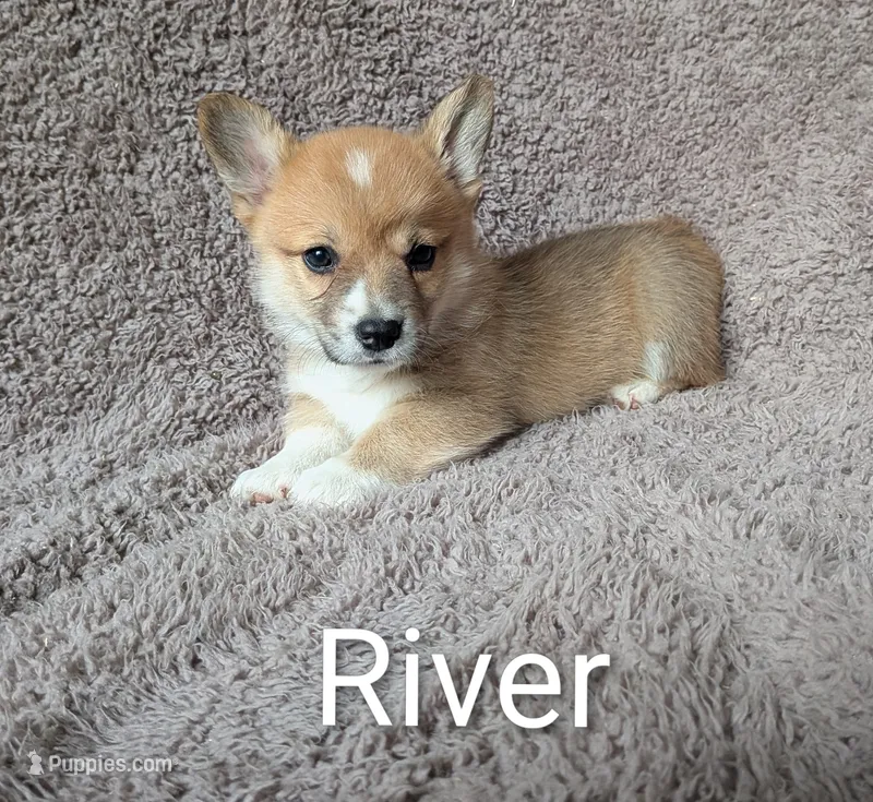 River – Pembroke Welsh Corgi puppy for sale in Princeton, MN