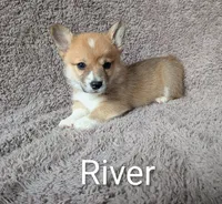 River- SOLD, a male Pembroke Welsh Corgi for sale in Princeton, MN – 1 of 1