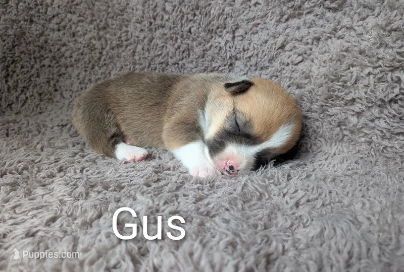 Gus  – Pembroke Welsh Corgi puppy for sale in Princeton, MN