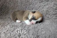 Gus , a male Pembroke Welsh Corgi for sale in Princeton, MN – 1 of 1