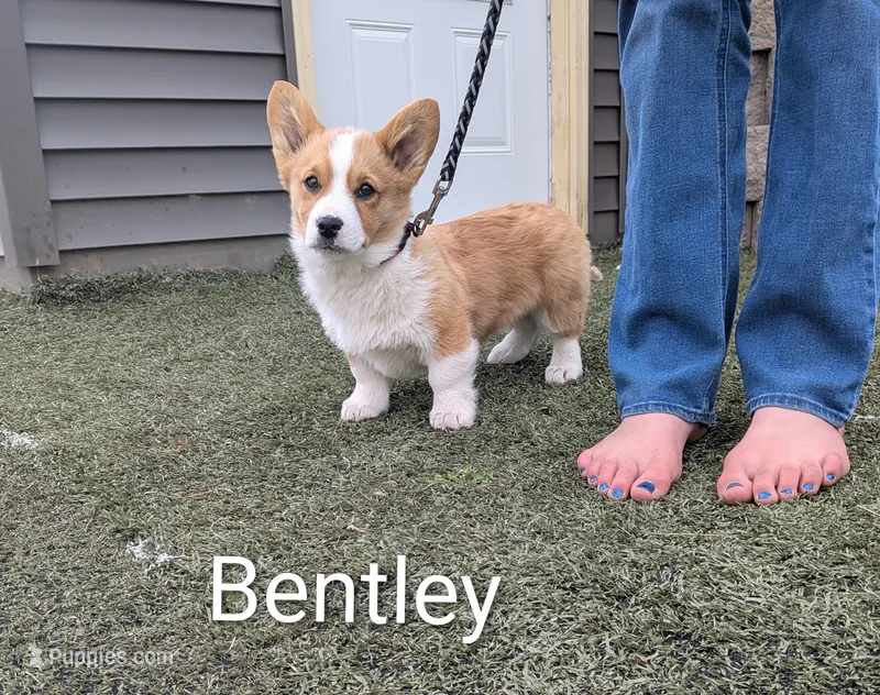 Bentley  – Pembroke Welsh Corgi puppy for sale in Princeton, MN