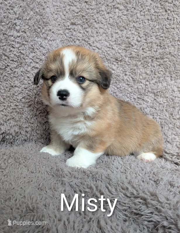 Misty -FLUFFY – Pembroke Welsh Corgi puppy for sale in Princeton, MN