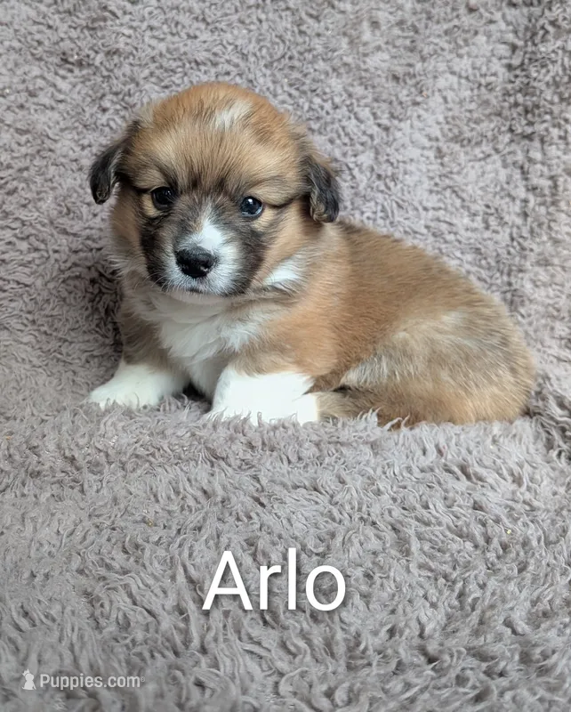 Arlo-FLUFFY – Pembroke Welsh Corgi puppy for sale in Princeton, MN