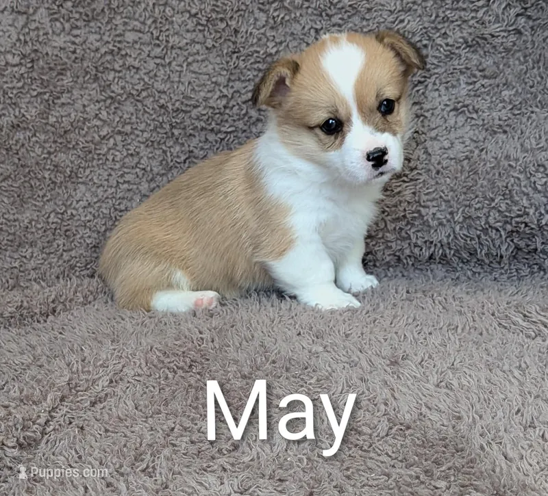 May – Pembroke Welsh Corgi puppy for sale in Princeton, MN