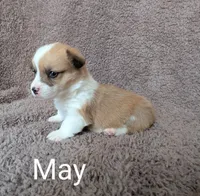 May, a female Pembroke Welsh Corgi for sale in Princeton, MN – Photo 2 of 4