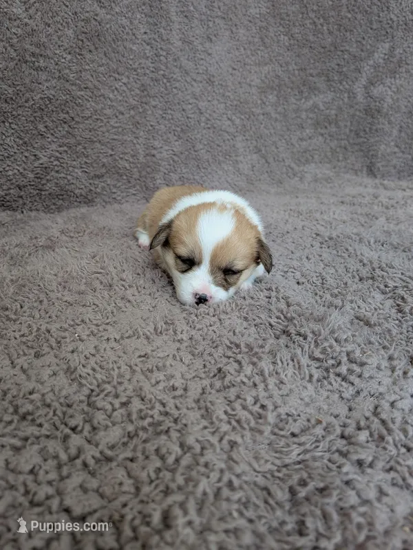 May, a female Pembroke Welsh Corgi for sale in Princeton, MN – Photo 1 of 4