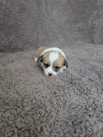 May, a female Pembroke Welsh Corgi for sale in Princeton, MN – Photo 1 of 4