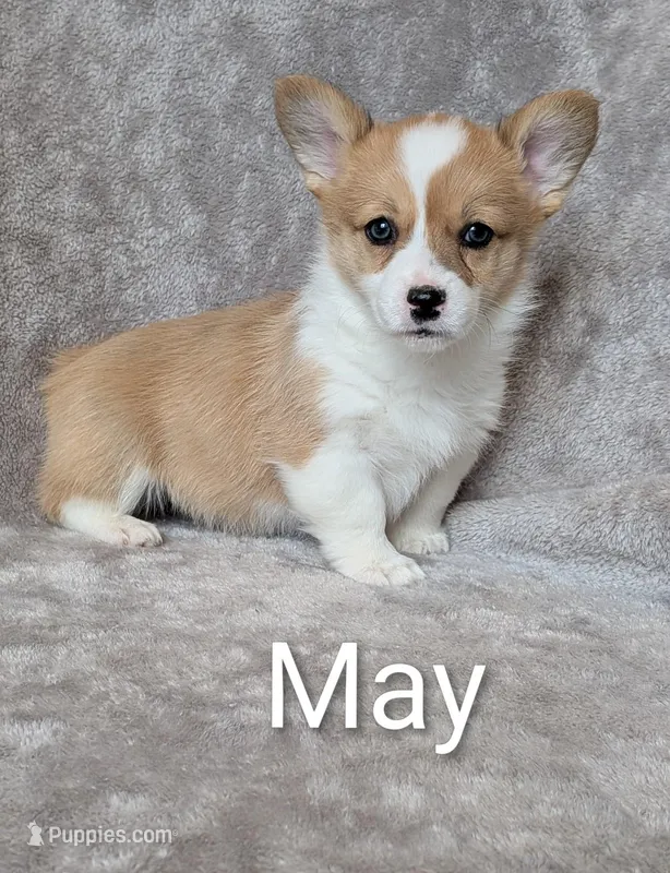May – Pembroke Welsh Corgi puppy for sale in Princeton, MN