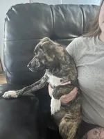 Lexis, a female American Pit Bull Terrier and Black Mouth Cur for sale in Pass Christian, MS – 5 of 9