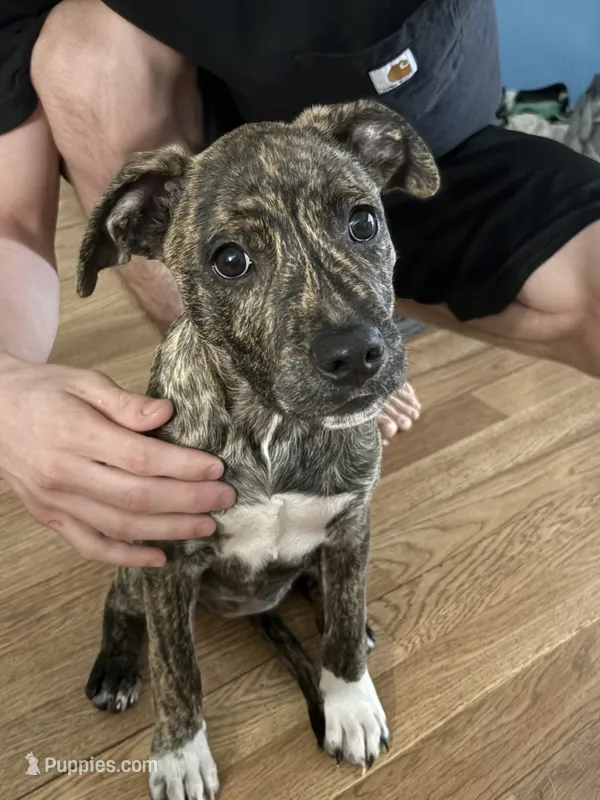 Lexis – American Pit Bull Terrier, Black Mouth Cur puppy for sale in Pass Christian, MS