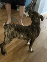 Lexis, a female American Pit Bull Terrier and Black Mouth Cur for sale in Pass Christian, MS – 4 of 9