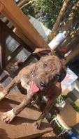 Lexis, a female American Pit Bull Terrier and Black Mouth Cur for sale in Pass Christian, MS – 3 of 9