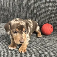 Thor, a male Miniature Dachshund for sale in Republic, MO – Photo 1 of 4