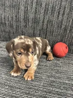 Thor, a male Miniature Dachshund for sale in Wheaton, MO – Photo 1 of 4