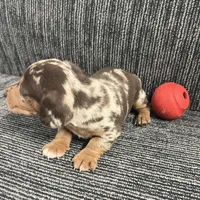 Thor, a male Miniature Dachshund for sale in Republic, MO – Photo 2 of 4