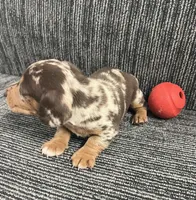 Thor, a male Miniature Dachshund for sale in Wheaton, MO – Photo 2 of 4