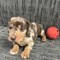 Thor, a male Miniature Dachshund for sale in Republic, MO – Photo 3 of 4