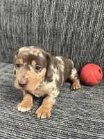 Thor, a male Miniature Dachshund for sale in Wheaton, MO – Photo 3 of 4