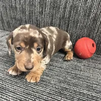 Thor, a male Miniature Dachshund for sale in Republic, MO – Photo 4 of 4