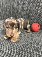 Thor, a male Miniature Dachshund for sale in Wheaton, MO – Photo 4 of 4