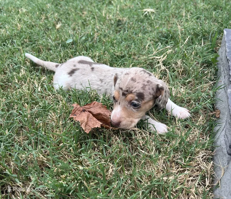 Izzie – Miniature Dachshund puppy for sale in Republic, MO