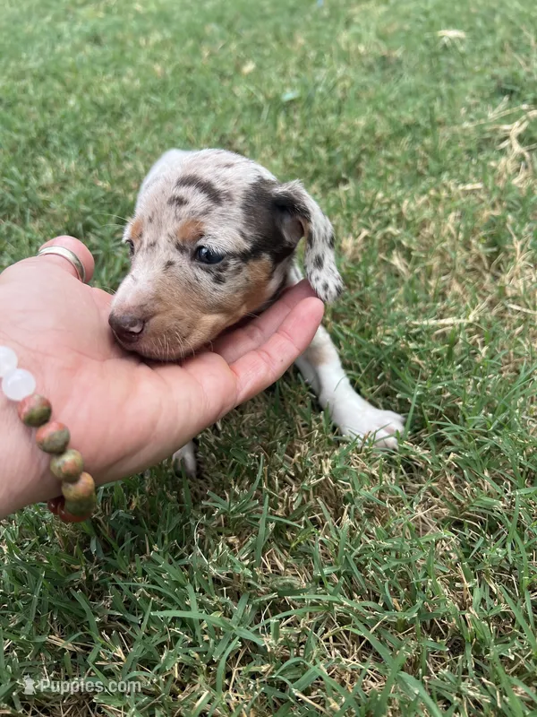 Maggie – Miniature Dachshund puppy for sale in Republic, MO