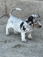 Maggie, a female Miniature Dachshund for sale in Republic, MO – 5 of 7