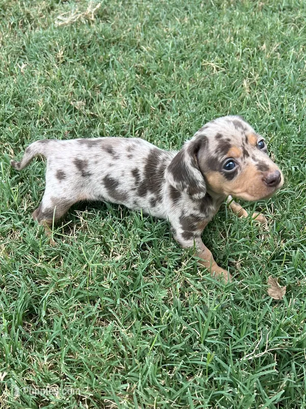 Ellie – Miniature Dachshund puppy for sale in Republic, MO