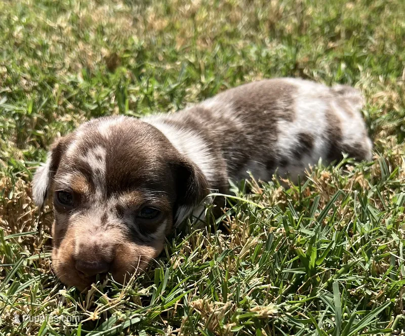 Bubbsie – Miniature Dachshund puppy for sale in Republic, MO