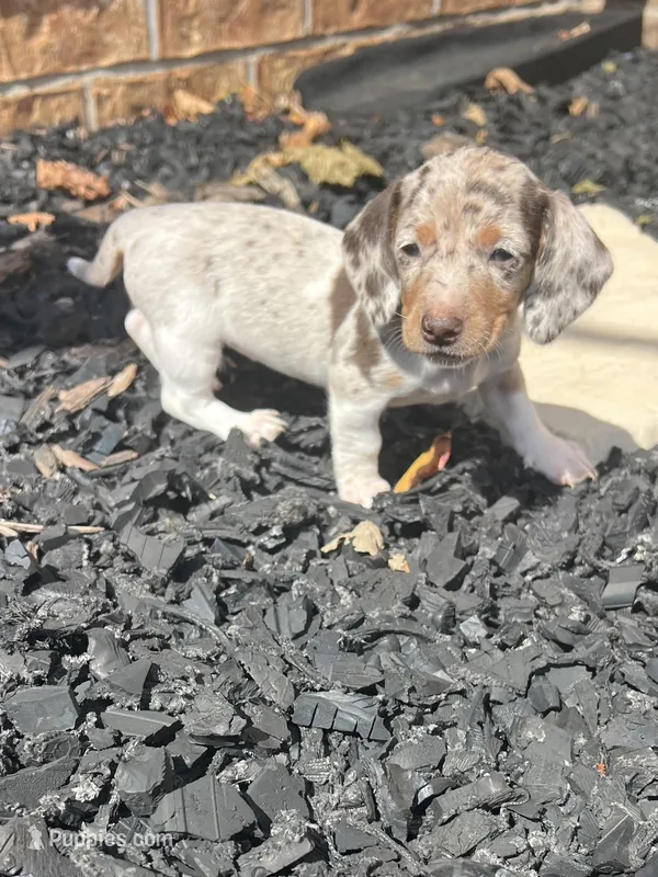 Maggie – Miniature Dachshund puppy for sale in Republic, MO