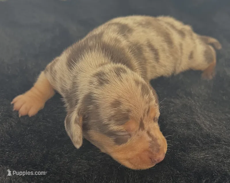 Ellie – Miniature Dachshund puppy for sale in Republic, MO