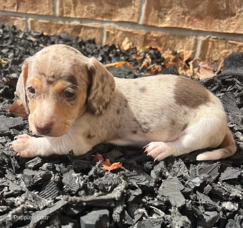 Izzie – Miniature Dachshund puppy for sale in Republic, MO