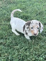 Maggie, a female Miniature Dachshund for sale in Republic, MO – 2 of 7