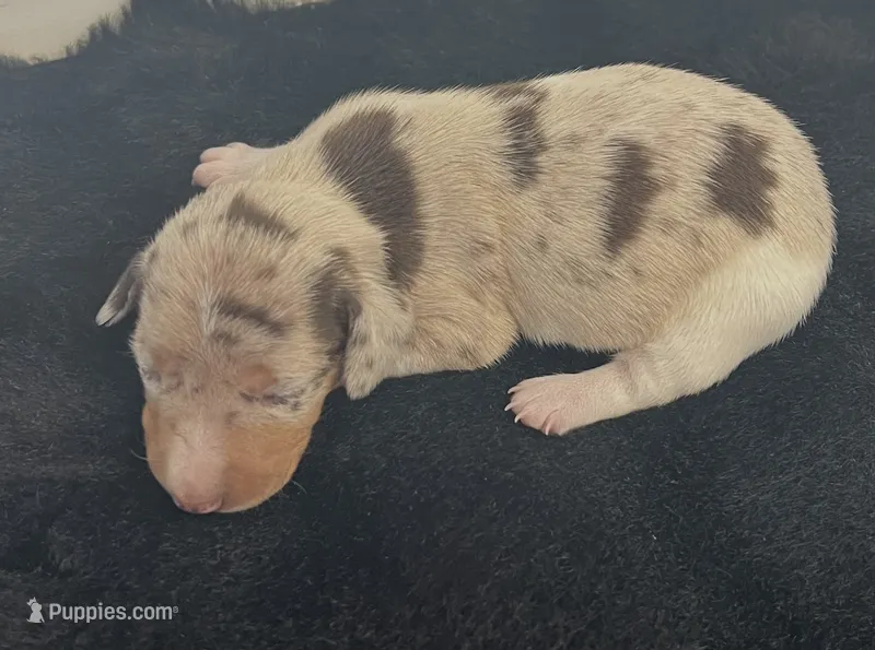 Izzie – Miniature Dachshund puppy for sale in Republic, MO