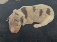 Izzie, a female Miniature Dachshund for sale in Republic, MO – 1 of 4