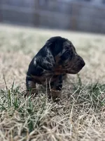 Daisy, a female Miniature Dachshund for sale in Wheaton, MO – Photo 3 of 5