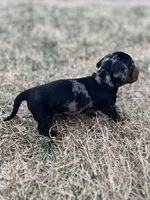 Daisy, a female Miniature Dachshund for sale in Wheaton, MO – Photo 5 of 5