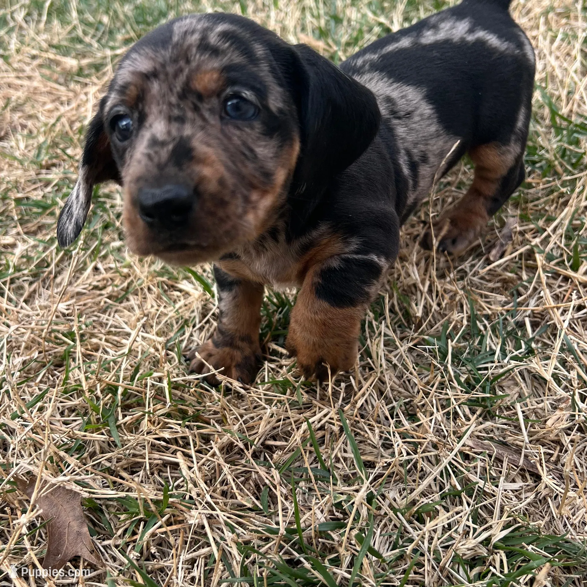 Daisy, a female Miniature Dachshund for sale in Republic, MO – Photo 3 of 5