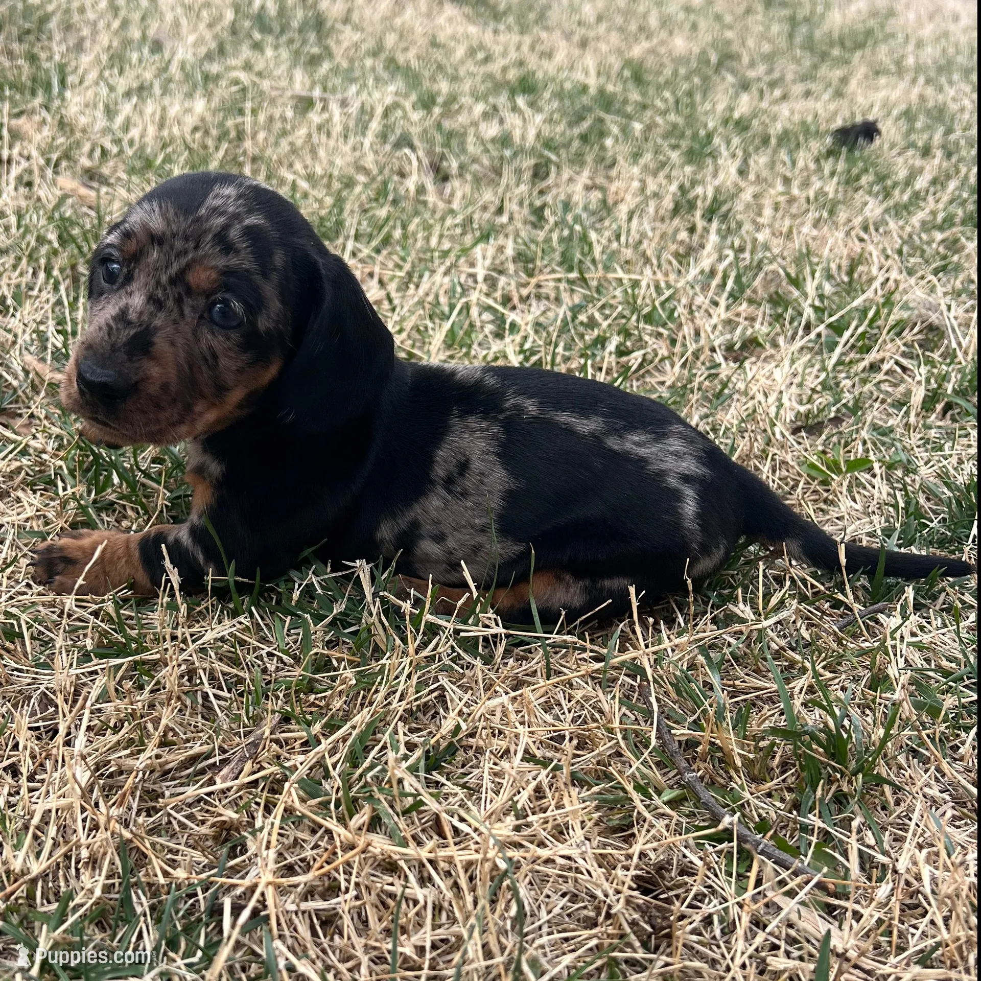 Daisy, a female Miniature Dachshund for sale in Republic, MO – Photo 4 of 5