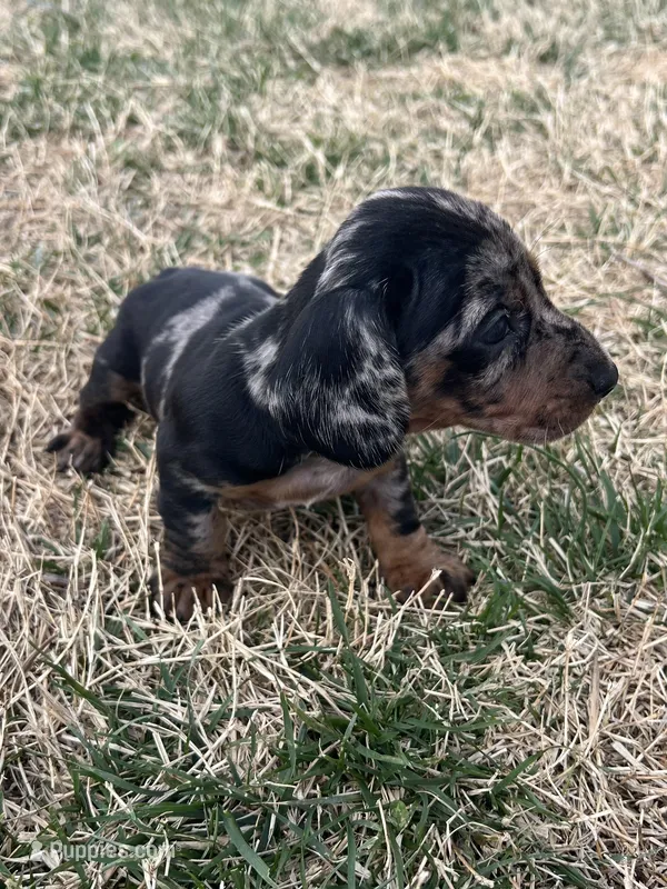 Daisy – Miniature Dachshund puppy for sale in Wheaton, MO