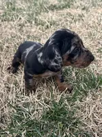 Daisy, a female Miniature Dachshund for sale in Republic, MO – Photo 1 of 5