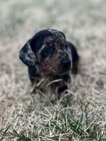 Daisy, a female Miniature Dachshund for sale in Wheaton, MO – Photo 1 of 5