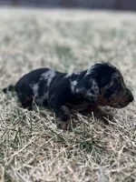Daisy, a female Miniature Dachshund for sale in Wheaton, MO – Photo 4 of 5