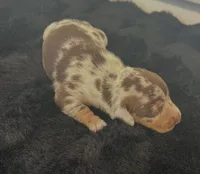 Bubbsie, a male Miniature Dachshund for sale in Republic, MO – 2 of 4